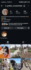 Galline e avicoli ornamentali