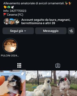 Galline e avicoli ornamentali