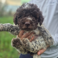 Cuccioli di Lagotto