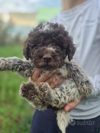 Cuccioli di Lagotto