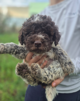 Cuccioli di Lagotto
