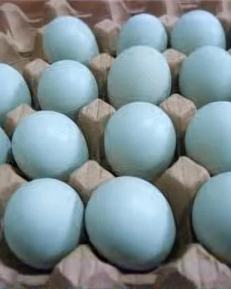 Galline dalle uo va colorate