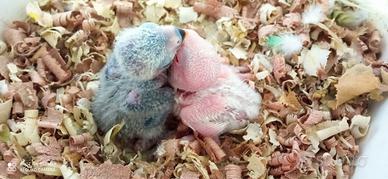Inseparabili pulli