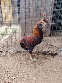 COPPIA galline Araucana