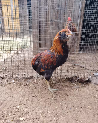 COPPIA galline Araucana
