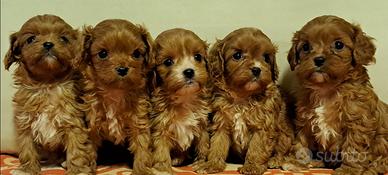 Maltipoo cuccioli