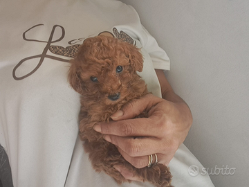 Cuccioli di barboncini mini toy red brown