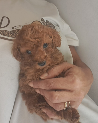 Cuccioli di barboncini mini toy red brown