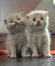 Scottish Fold e Stright