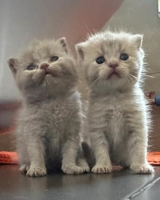 Scottish Fold e Stright