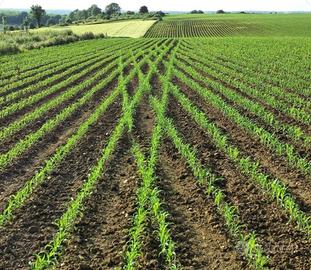 TERRENO AGRICOLO - RONDINARA (SCANDIANO)