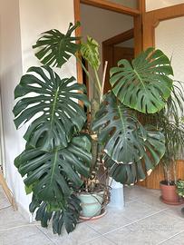 Monstera deliciosa