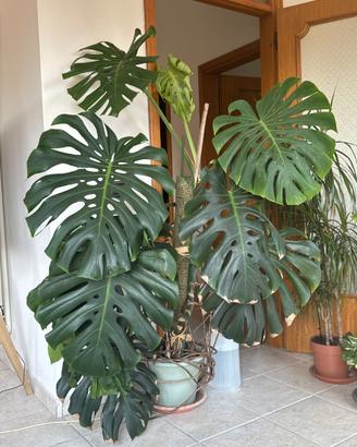 Monstera deliciosa