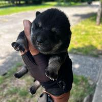 Cuccioli di Shiba Inu (con pedigree enci)