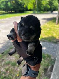 Cuccioli di Shiba Inu (con pedigree enci)