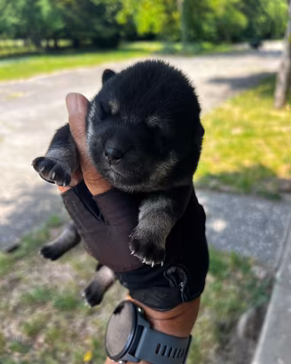Cuccioli di Shiba Inu (con pedigree enci)