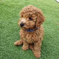 Cuccioli barboncini mini toy M e F