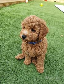 Cuccioli barboncini mini toy M e F