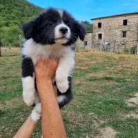 Cuccioli border collie super pedigree