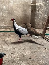 Vari animali