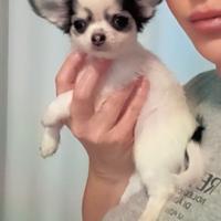 Chihuahua cucciolo pelo lungo