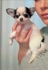 Chihuahua cucciolo pelo lungo