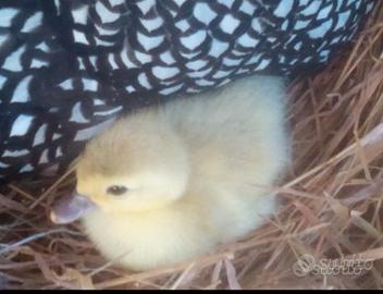 Piccoli di anatra muta colorazioni particolari