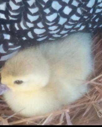 Piccoli di anatra muta colorazioni particolari