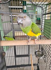 coppia pappagalli del senegal