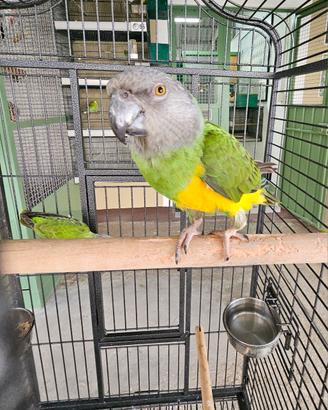 coppia pappagalli del senegal