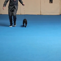 Maschio bouledogue francese