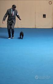 Maschio bouledogue francese