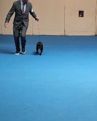 Maschio bouledogue francese