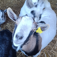 Capra mamma e figlio nana