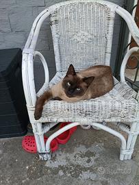 Siamese maschio 10 mesi