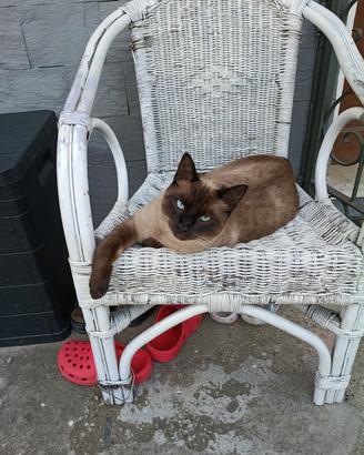 "Blu" Siamese maschio