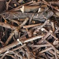 Legna da Ardere Pregiata (Ulivo o Agrume)