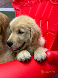 Golden americano retriever