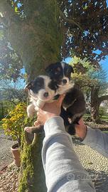 Border collie