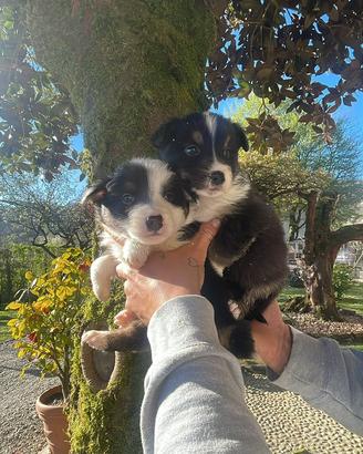 Border collie