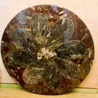 Tavolo in fossile (Marocco)