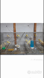 Coppia di arricciati del nord 2025