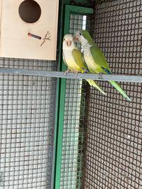 Coppia parrocchetto Monica