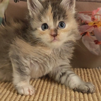 Maine Coon Femminucce