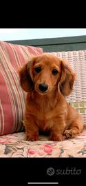 Bassotto kaninchen longhair