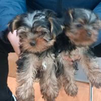 Cuccioli di yorkshire