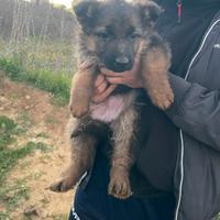 Cuccioli pastore tedesco