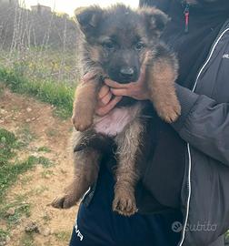 Cuccioli pastore tedesco