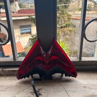 Stop originale aprilia rs457-660