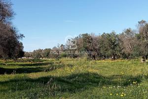 Terreno agricolo - Carovigno